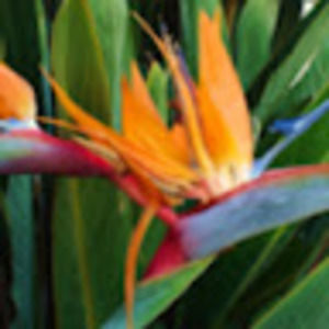 Meet your Posher, Angelina